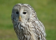 WANTED -BREEDING OWLS