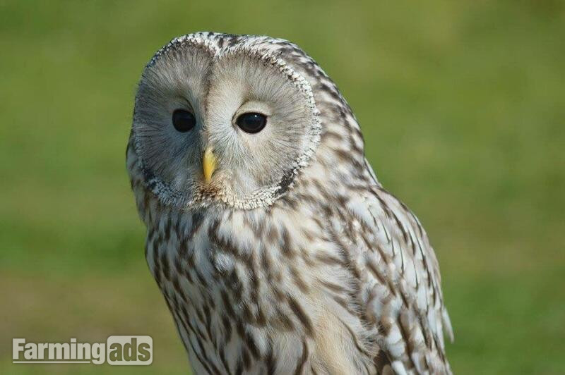 WANTED -BREEDING OWLS