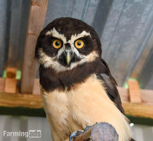 WANTED -BREEDING OWLS