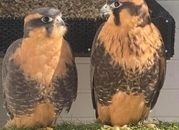 2023 bonded pair of aplomados 