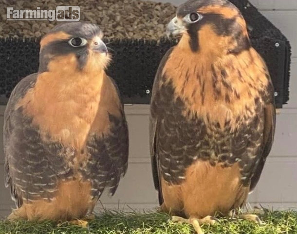 2023 bonded pair of aplomados 