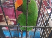 Solomon island male Eclectus parrot. Tame and Talking