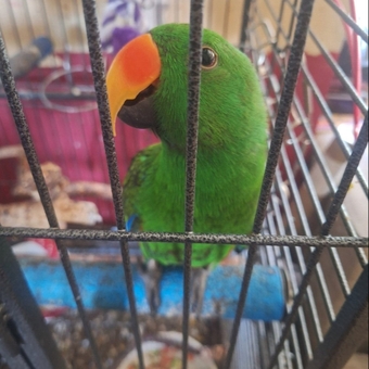 Solomon island male Eclectus parrot. Tame and Talking