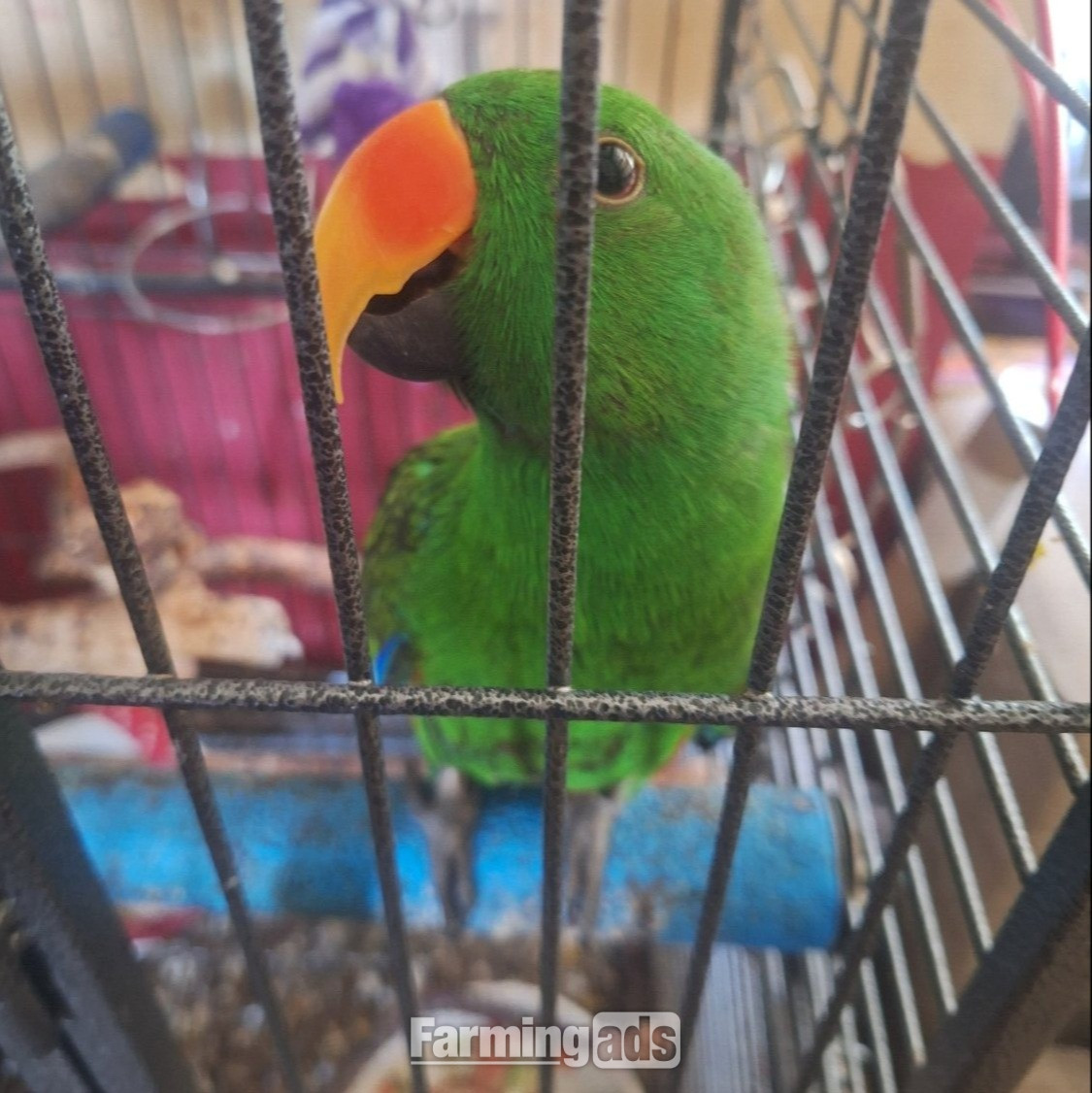 Solomon island male Eclectus parrot. Tame and Talking