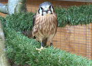 American kestrel female well manned she year old ready to breed 