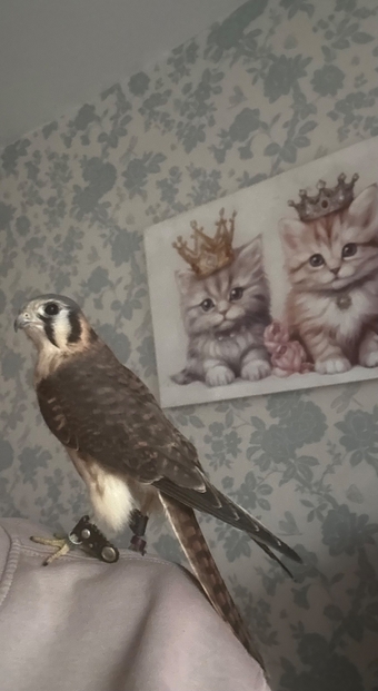 American kestrel female well manned she year old ready to breed 