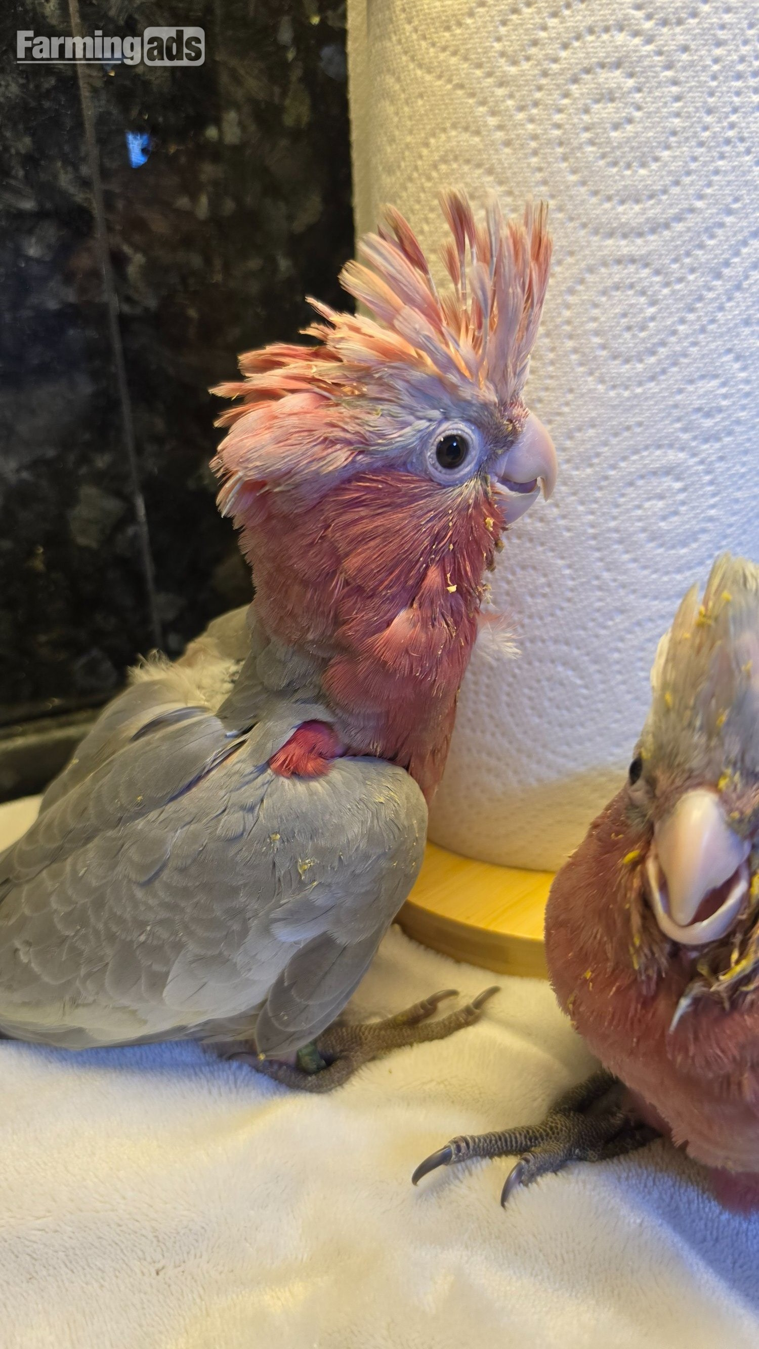 Hand-Raised cockatoo Galah Baby Parrot