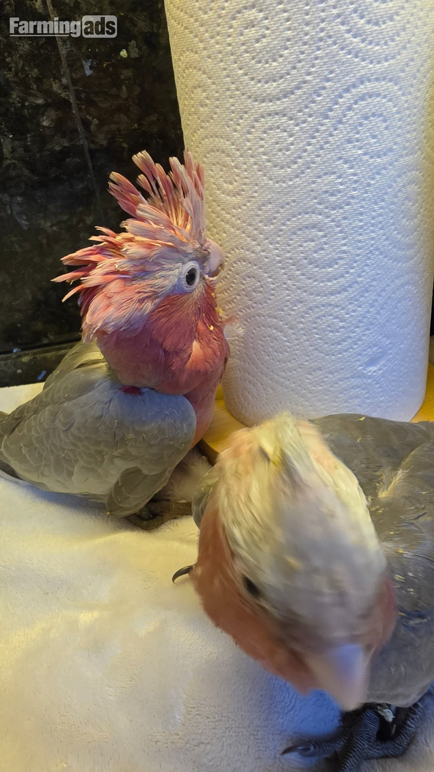  Hand-Raised cockatoo Galah Baby Parrot