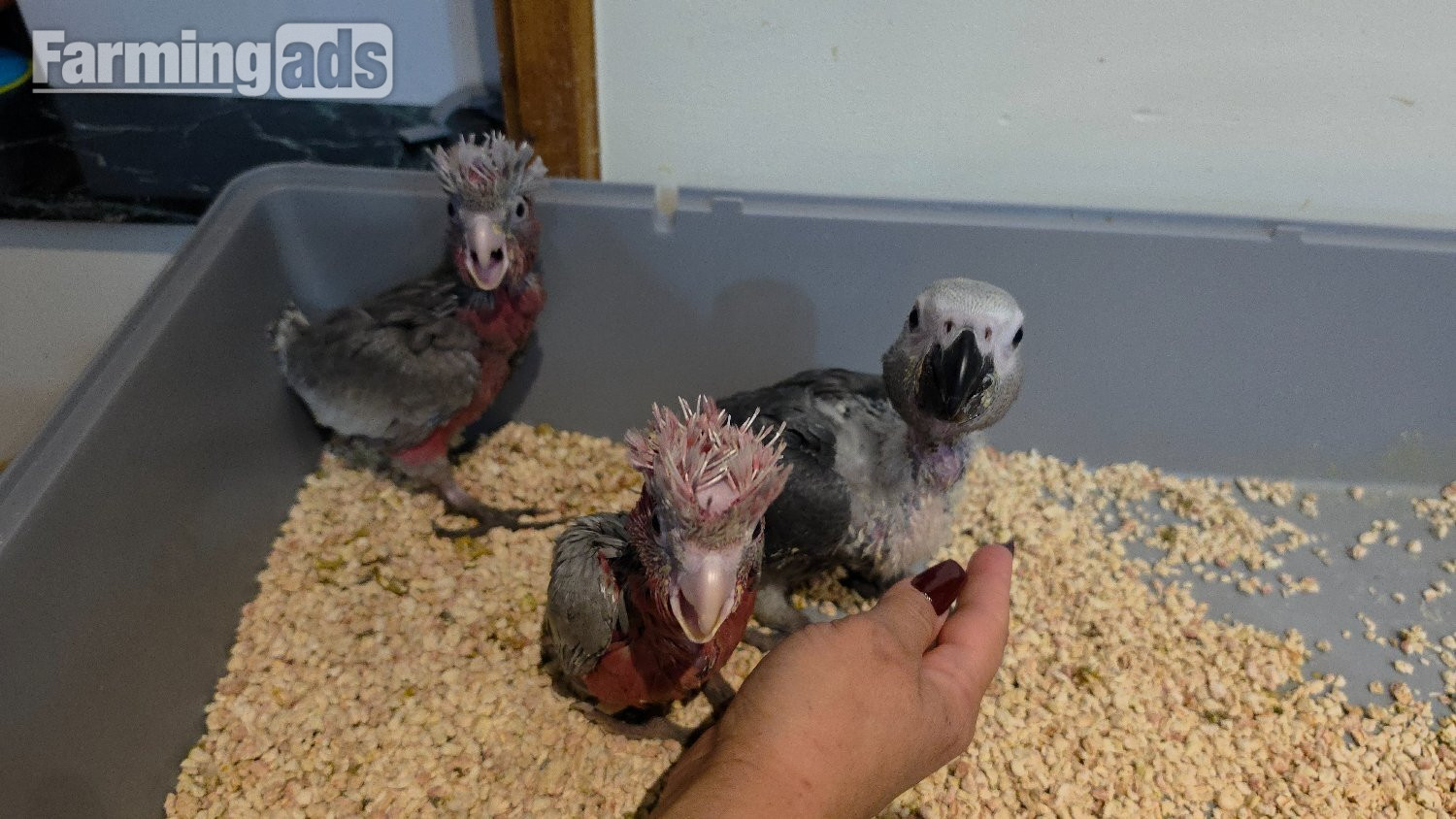 Hand-Raised cockatoo Galah Baby Parrot - {CATEGORY}