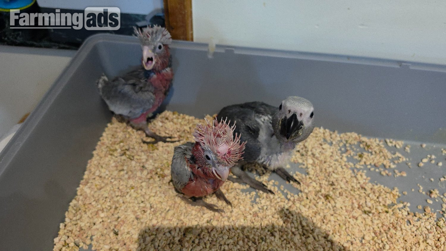 Hand-Raised cockatoo Galah Baby Parrot - {CATEGORY}