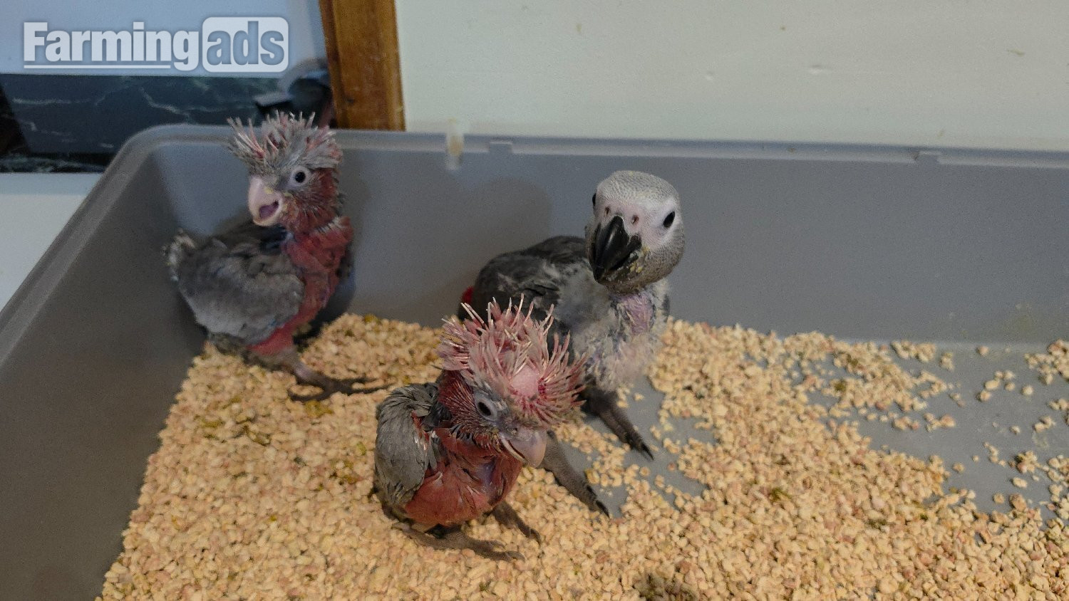 Hand-Raised cockatoo Galah Baby Parrot 