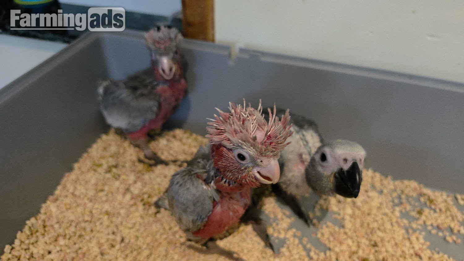 {CATEGORY} - Hand-Raised cockatoo Galah Baby Parrot