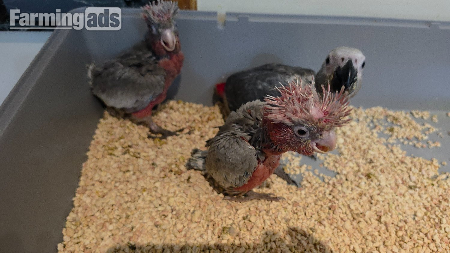 {CATEGORY} - Hand-Raised cockatoo Galah Baby Parrot
