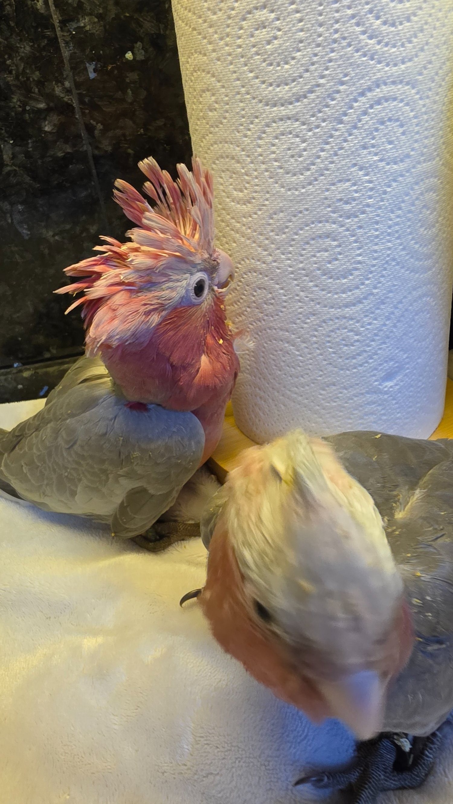  Hand-Raised cockatoo Galah Baby Parrot