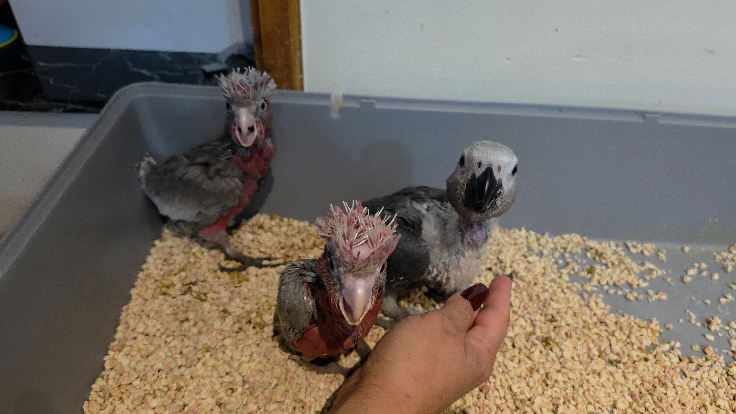 Hand-Raised cockatoo Galah Baby Parrot - {CATEGORY}