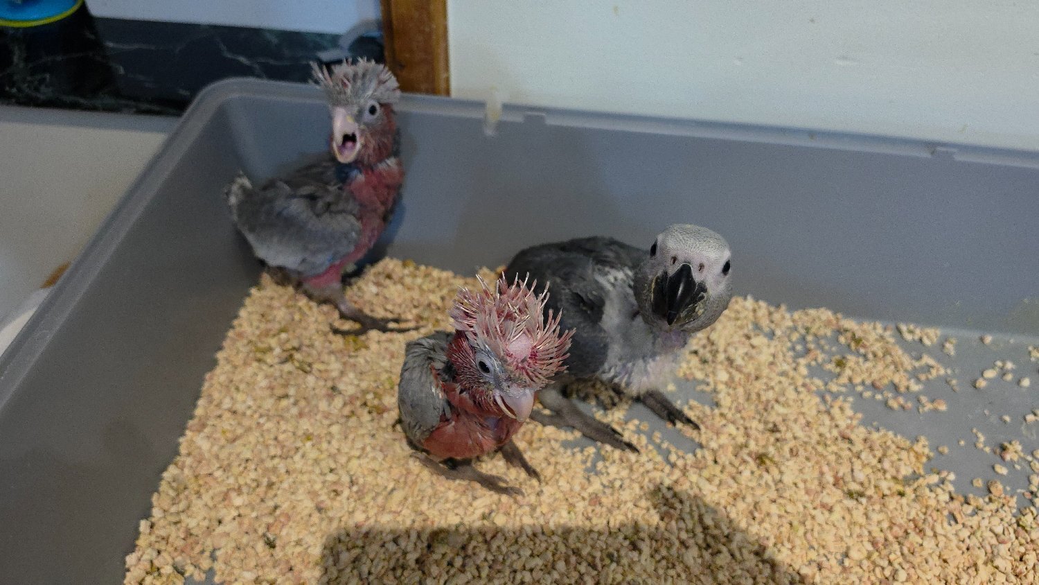 Hand-Raised cockatoo Galah Baby Parrot - {CATEGORY}