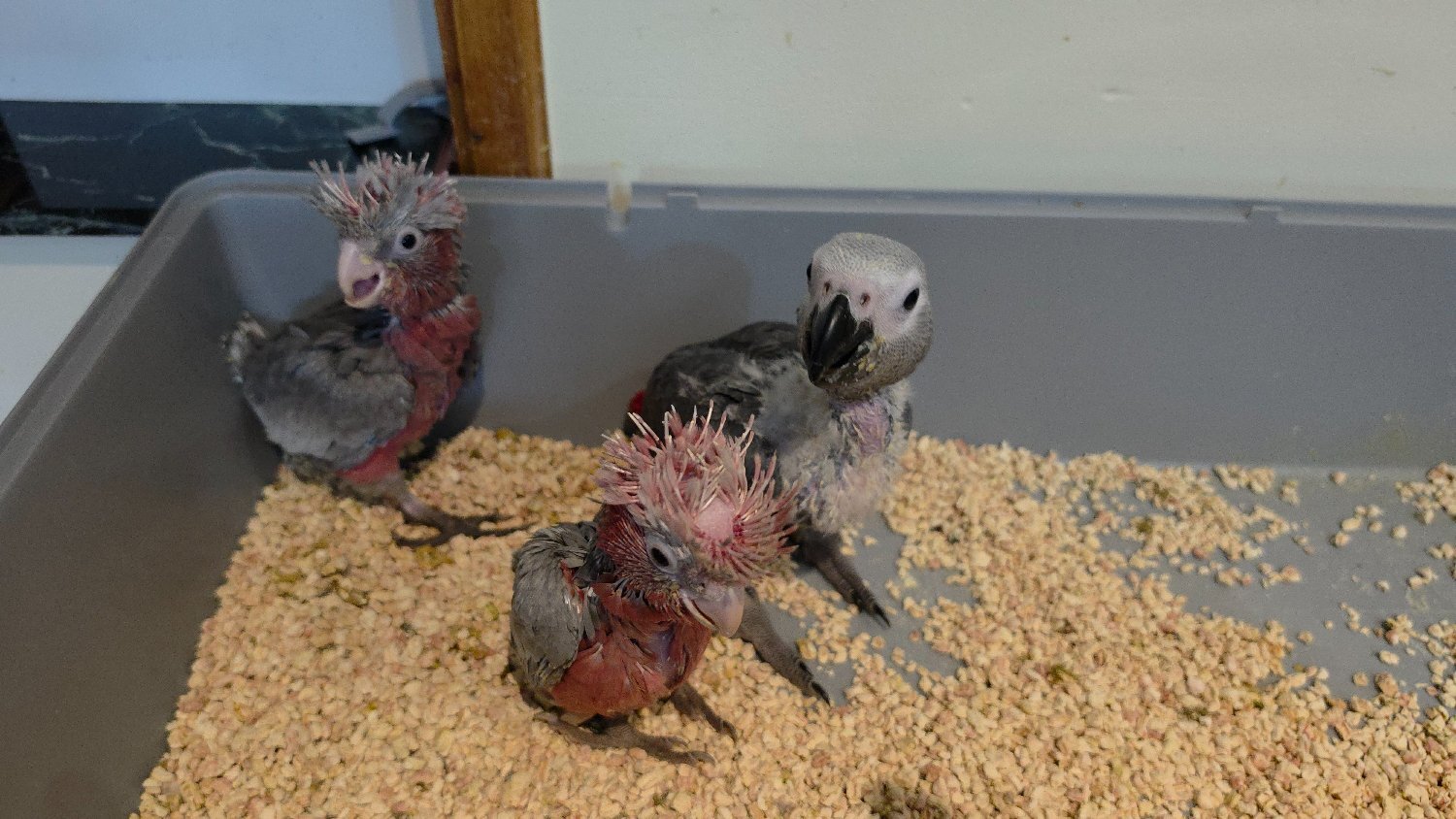 Hand-Raised cockatoo Galah Baby Parrot 