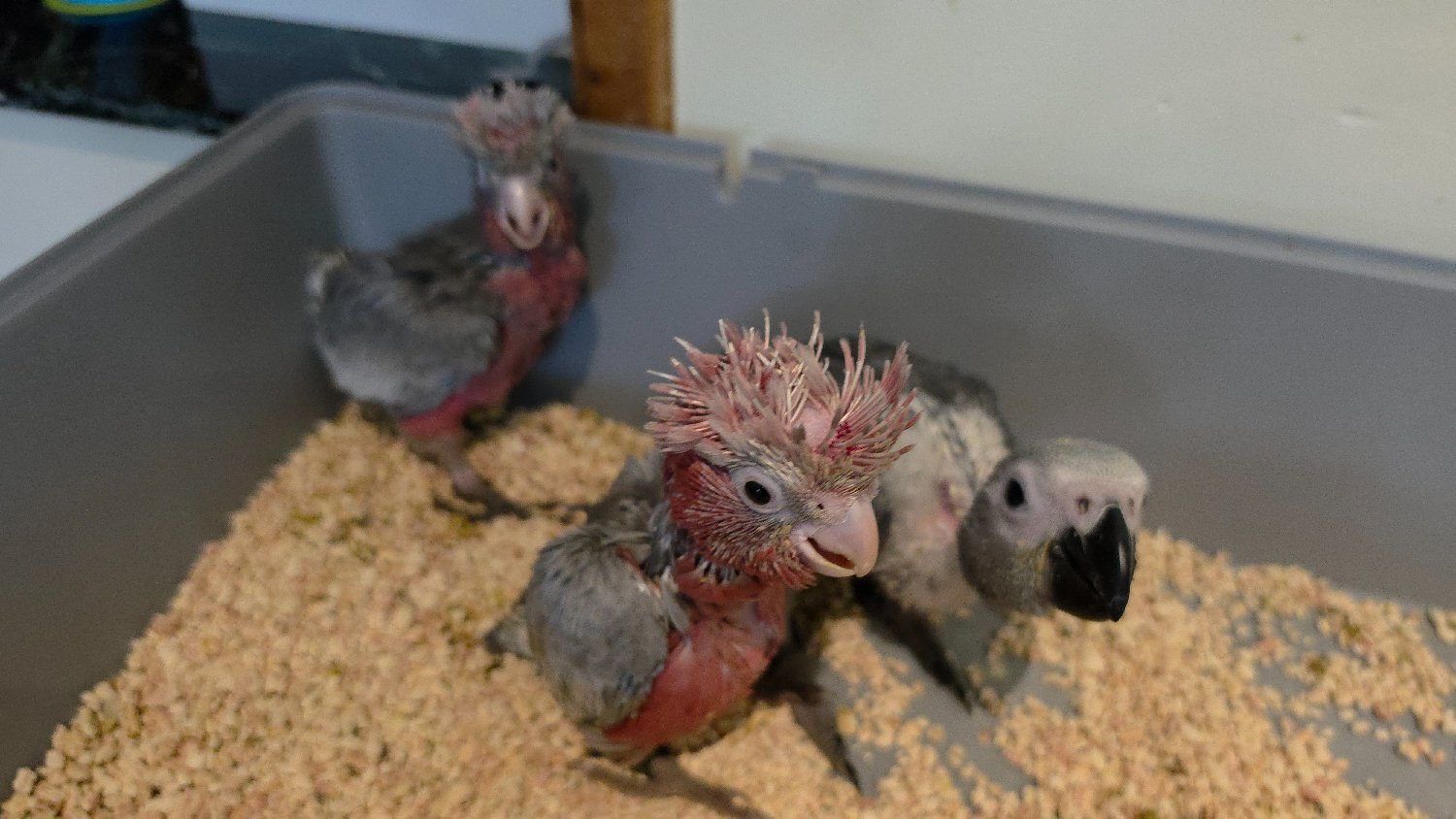 {CATEGORY} - Hand-Raised cockatoo Galah Baby Parrot