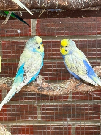 Lovely budgies males and female in Dagenham 