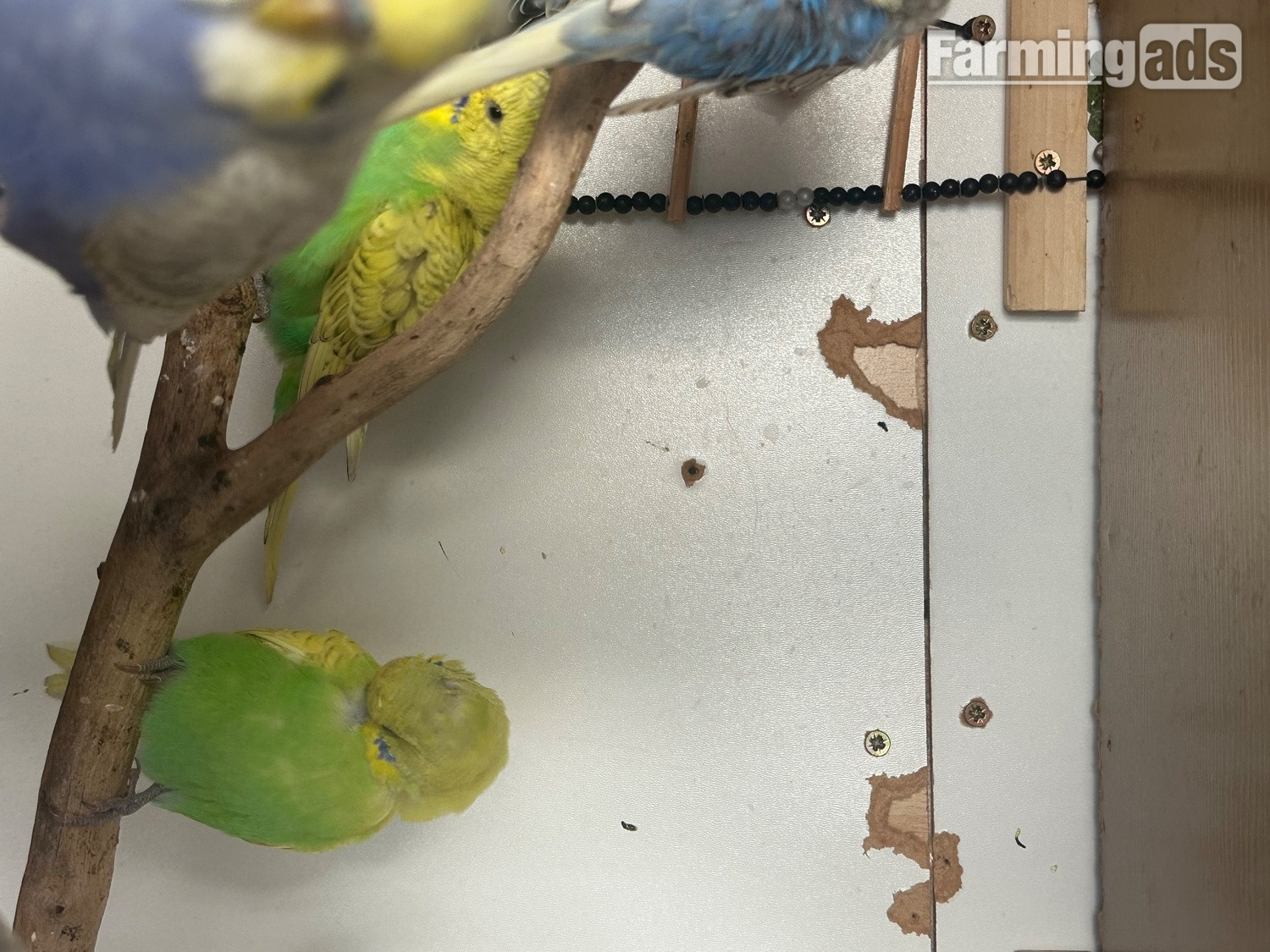 Lovely budgies males and female in Dagenham 