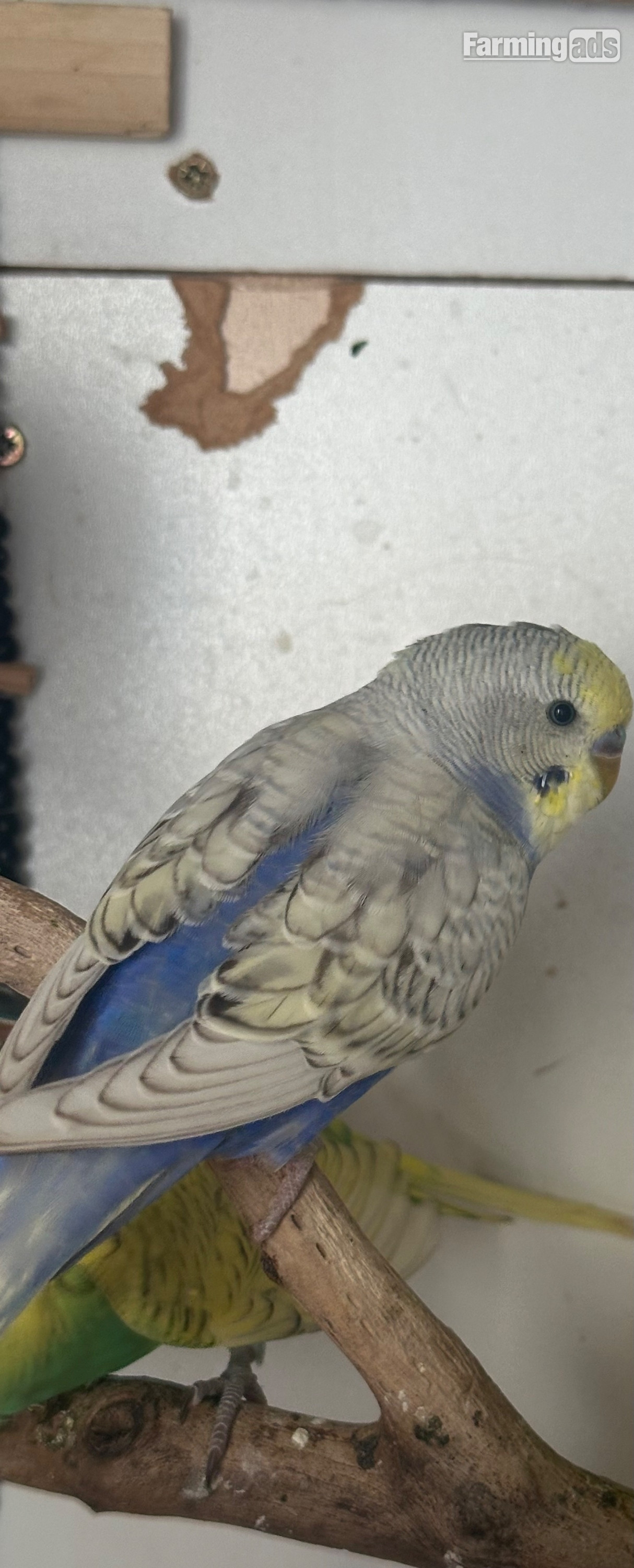  Lovely budgies males and female in Dagenham 