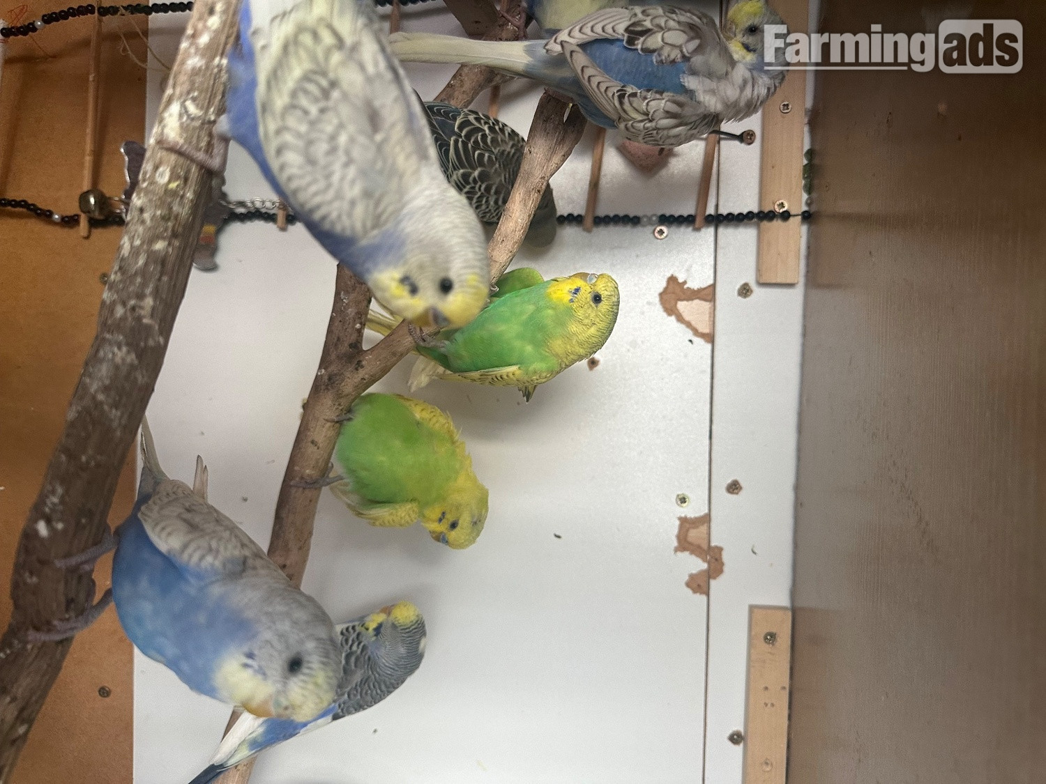 Lovely budgies males and female in Dagenham  - {CATEGORY}