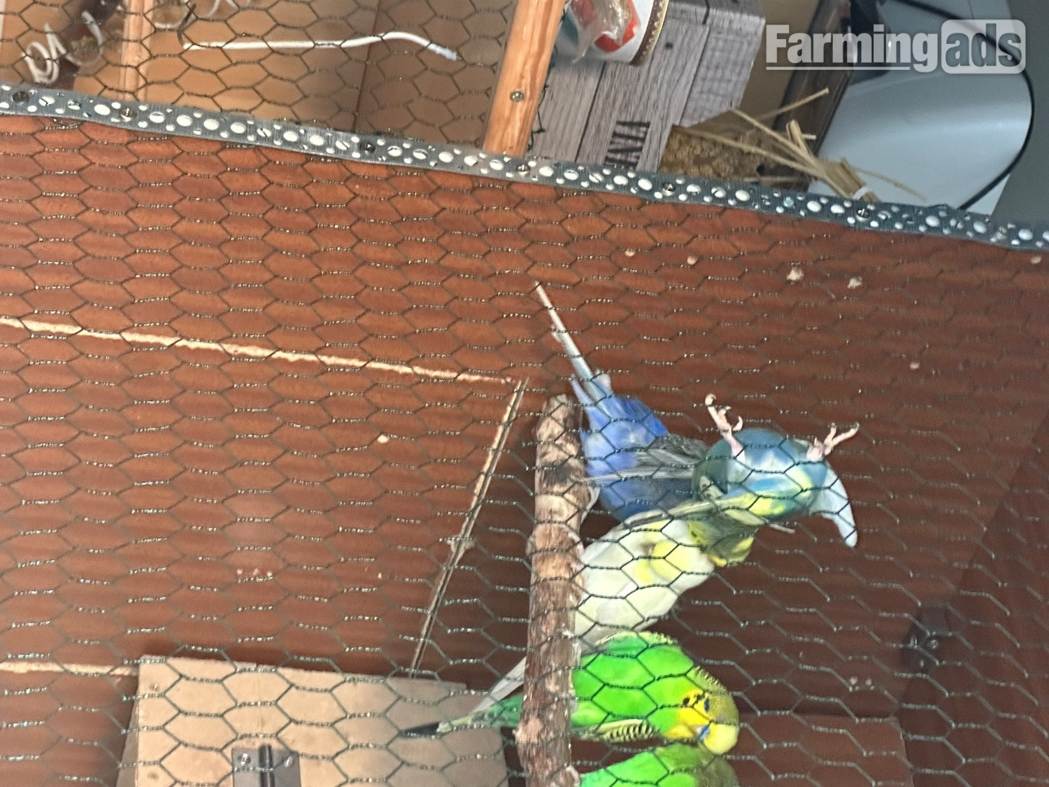 Lovely budgies males and female in Dagenham  - {CATEGORY}