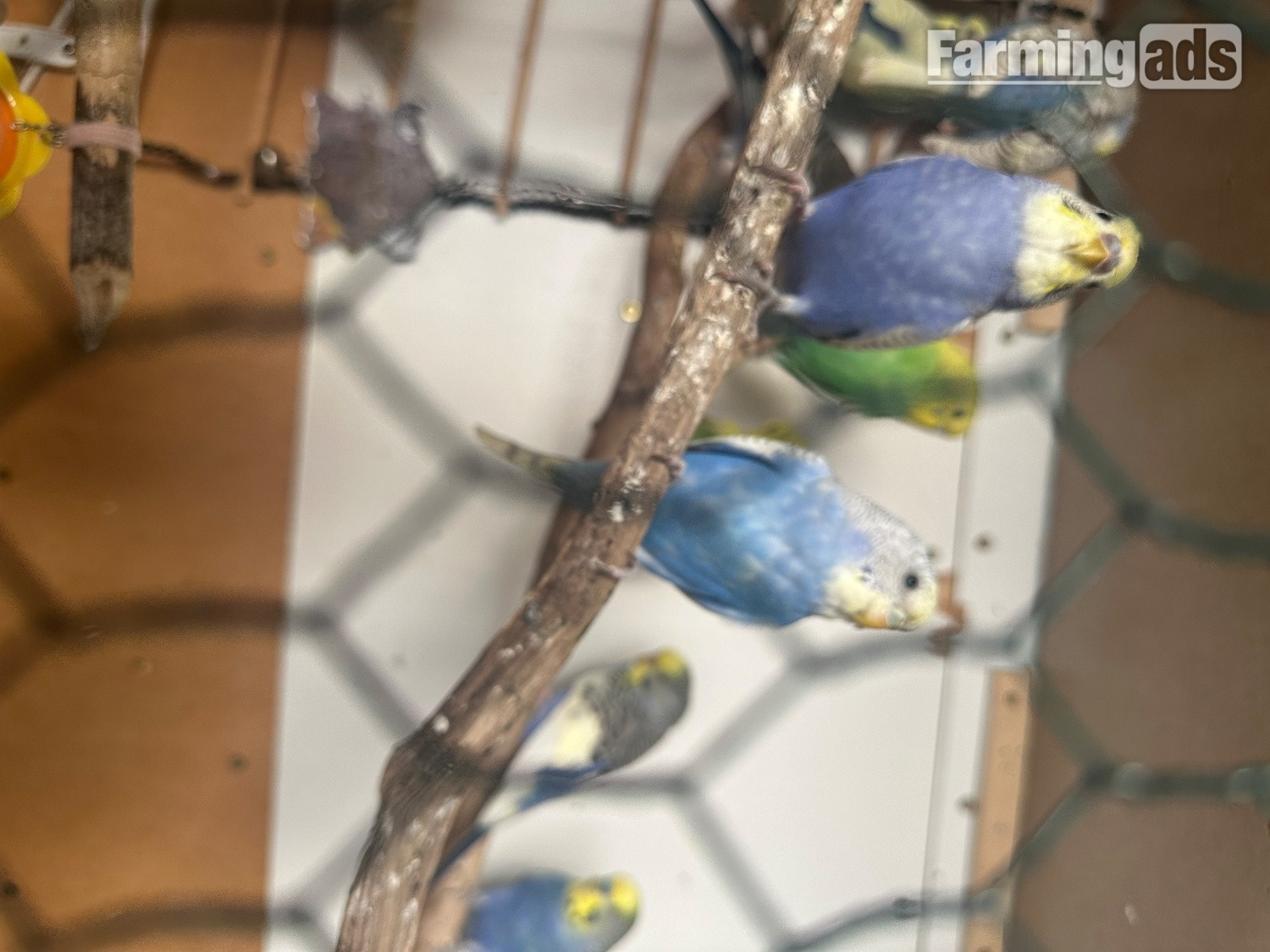 Lovely budgies males and female in Dagenham  