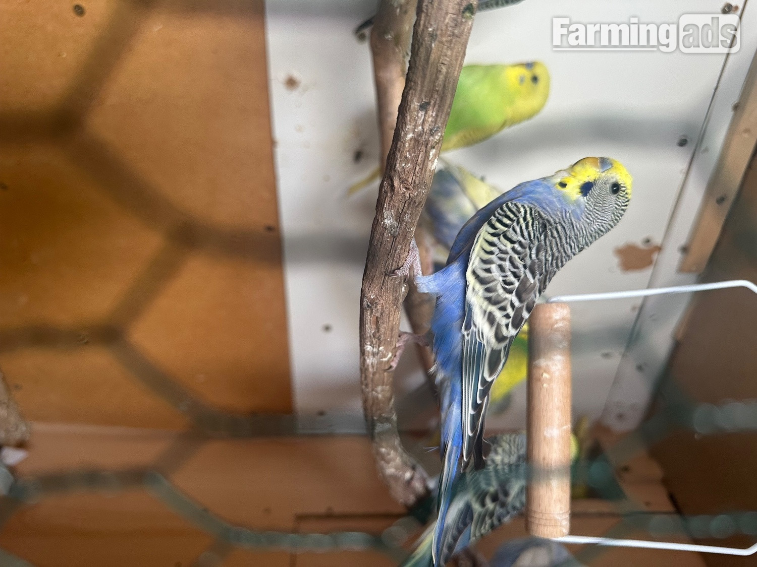 {CATEGORY} - Lovely budgies males and female in Dagenham 