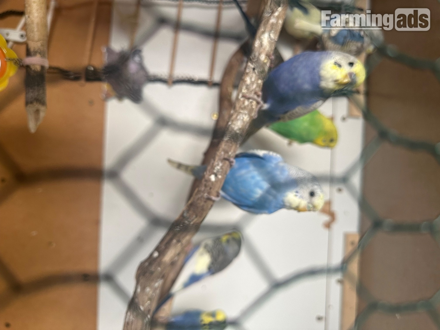 {CATEGORY} - Lovely budgies males and female in Dagenham 