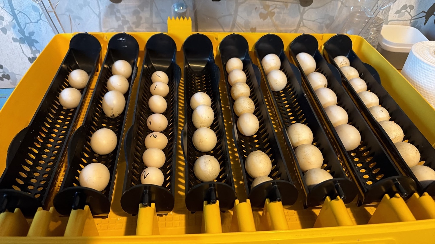 PRE RESERVE - BABY BARN OWLETS DUE TO HATCH