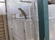 EXCHANGE AUSTRALIAN KING PARROT YOUNGESTER MALE  