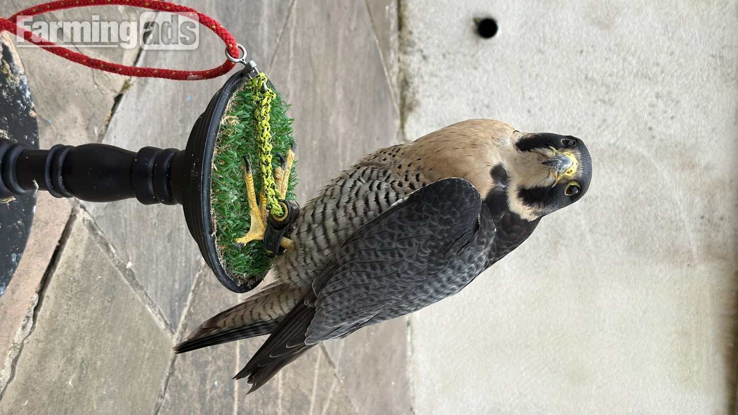 6 year old male peregrine falcon imprint