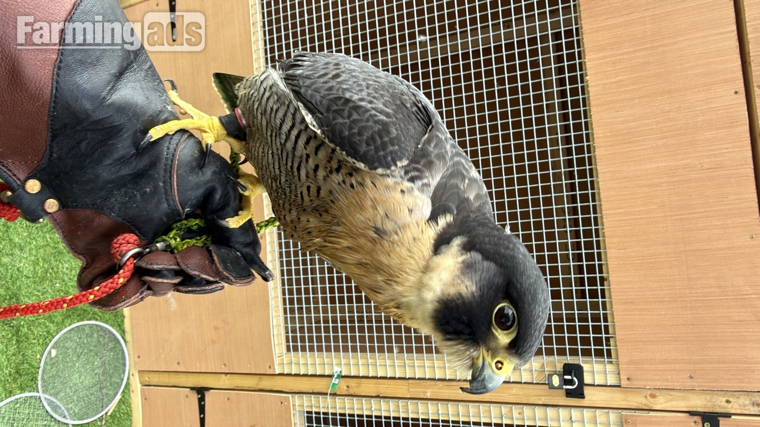 6 year old male peregrine falcon imprint