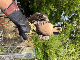 6 year old male peregrine falcon imprint