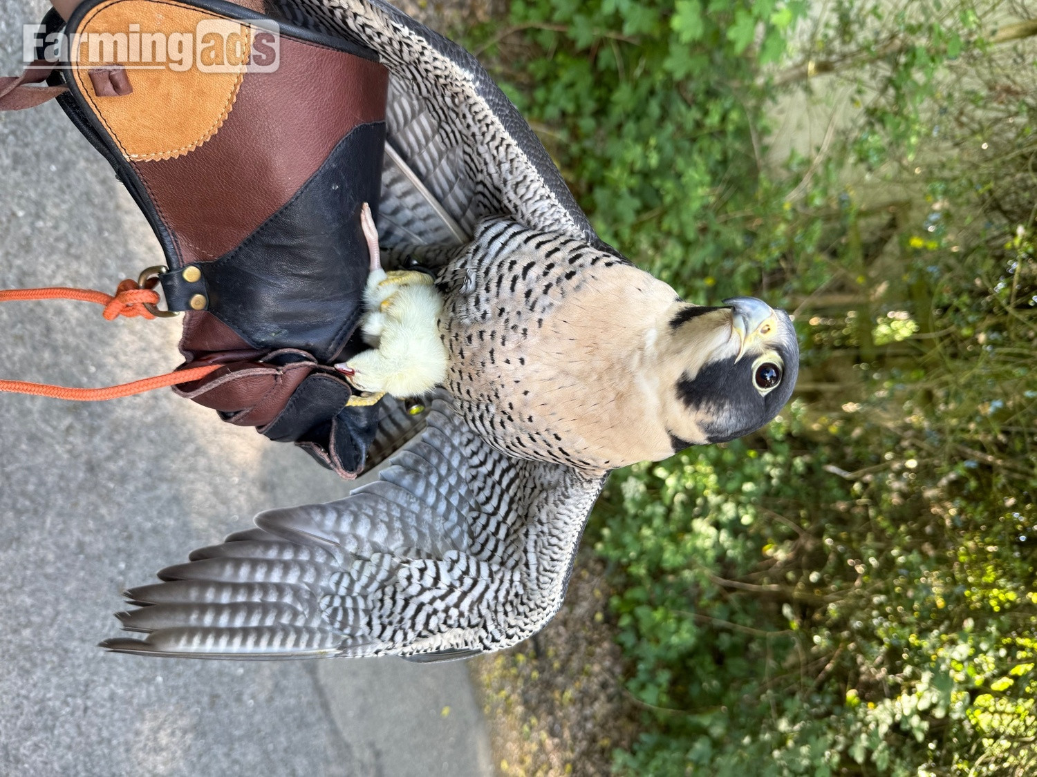 6 year old male peregrine falcon imprint