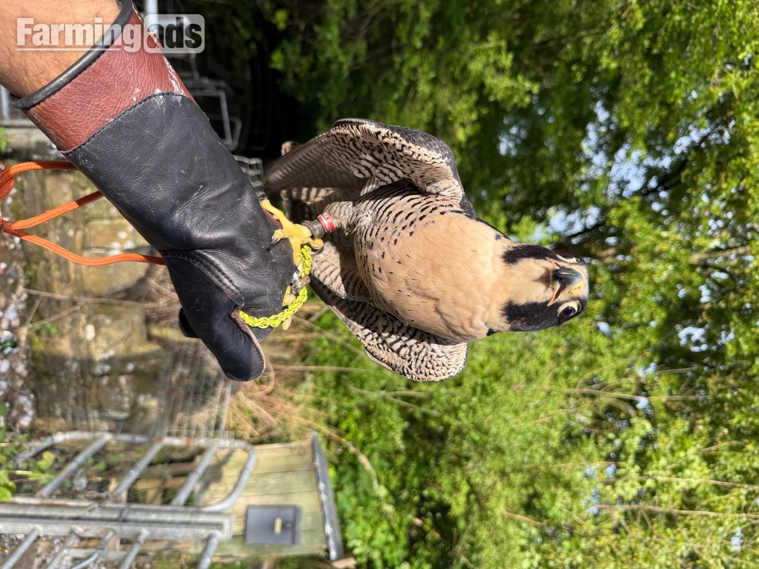 6 year old male peregrine falcon imprint - {CATEGORY}