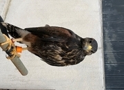Male Harris Hawk for sale