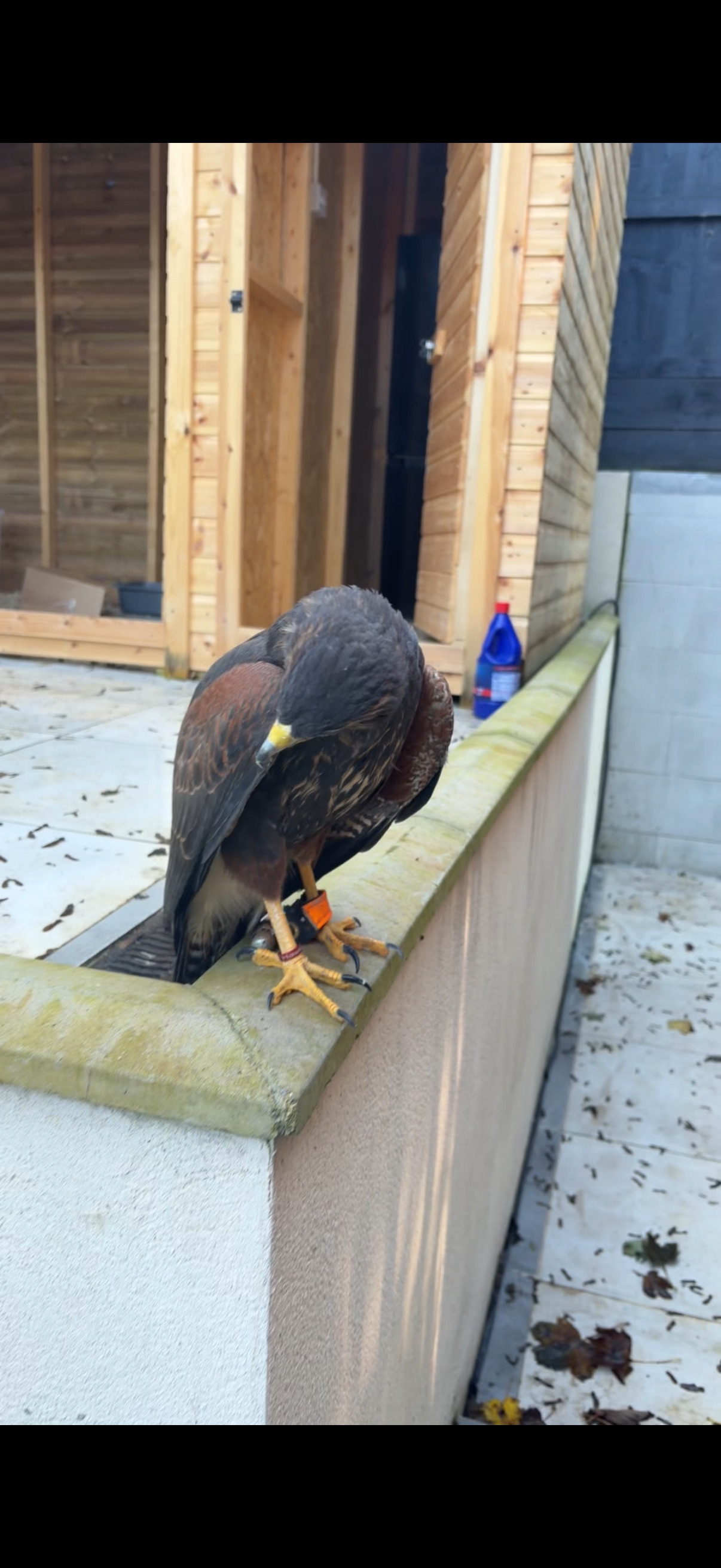 Male Harris Hawk for sale