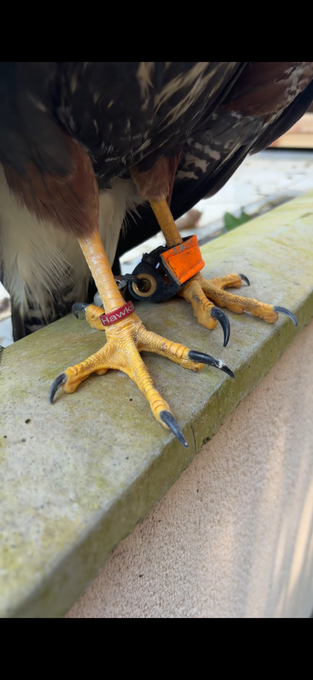 Male Harris Hawk for sale