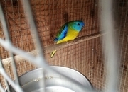 TURQUOSINE PARAKEETS FOR SALE
