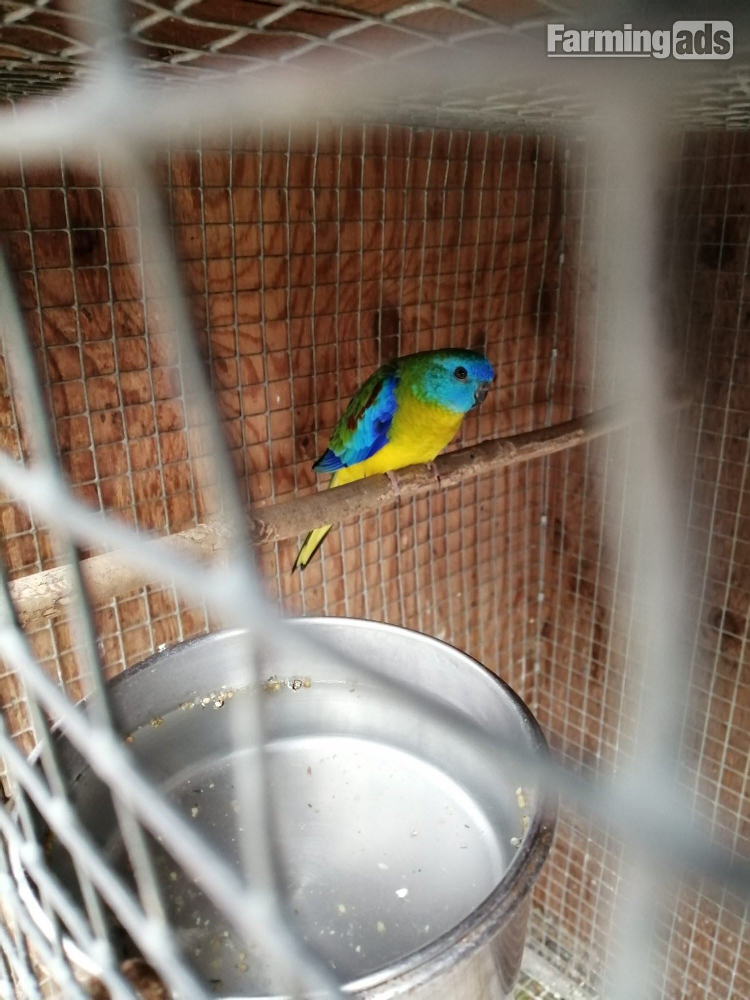 TURQUOSINE PARAKEETS FOR SALE