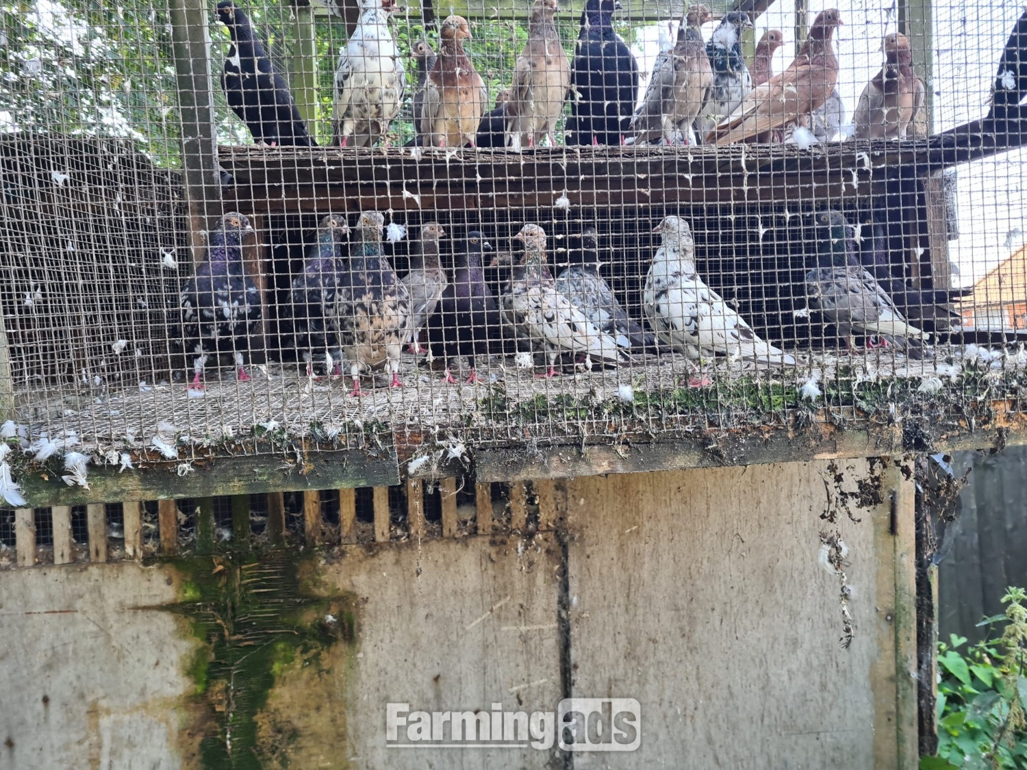 VARIETY OF DIFFERENT PIGEONS - ALMONDS, TIPPLERS, SELFS