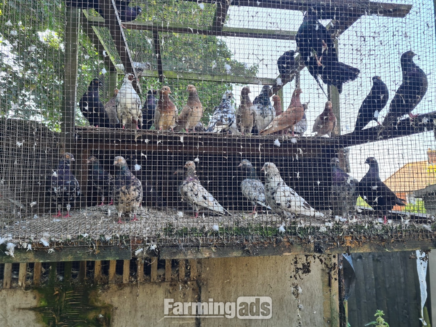 VARIETY OF DIFFERENT PIGEONS - ALMONDS, TIPPLERS, SELFS