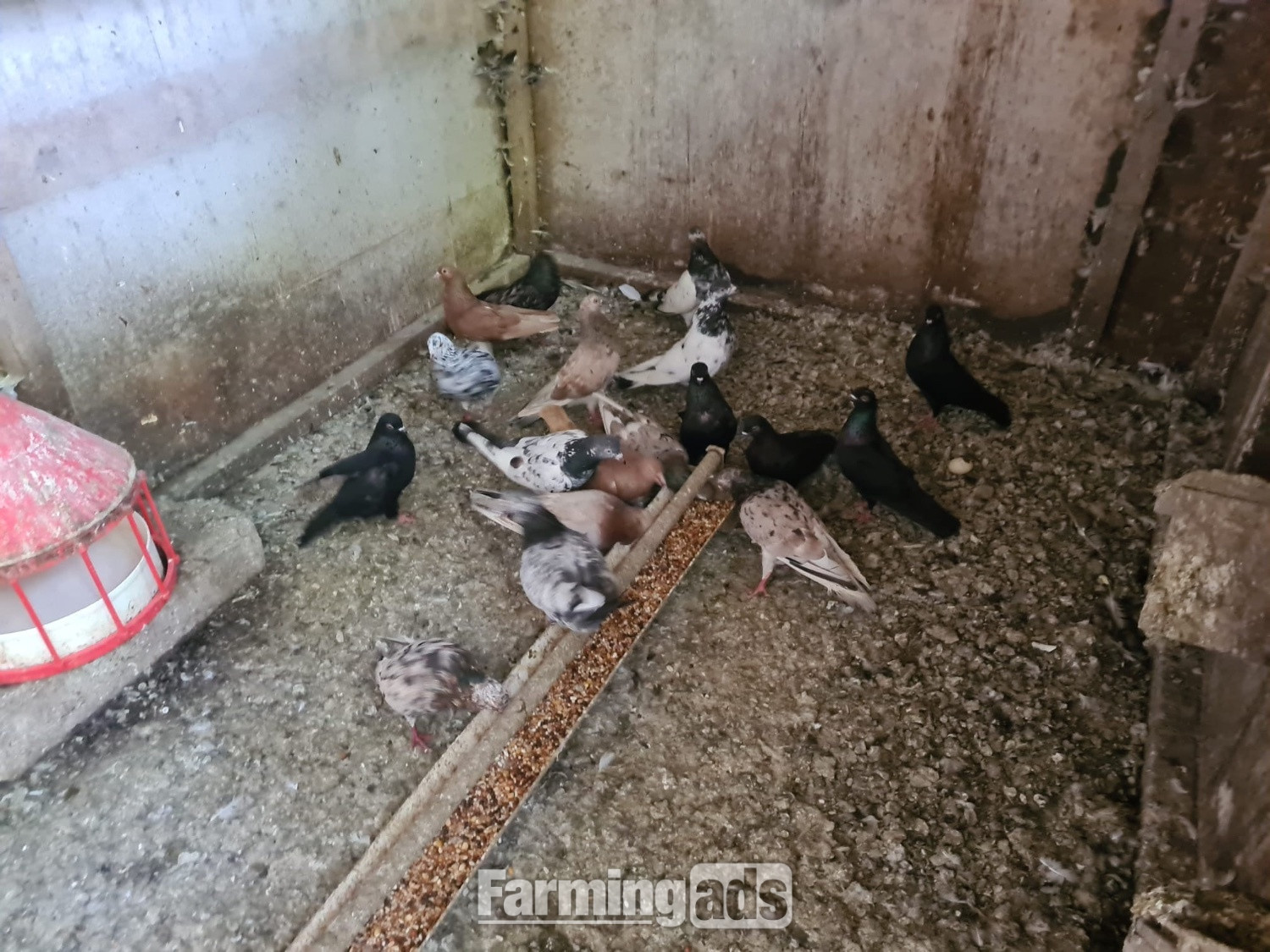 VARIETY OF DIFFERENT PIGEONS - ALMONDS, TIPPLERS, SELFS - {CATEGORY}