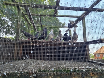 VARIETY OF DIFFERENT PIGEONS - ALMONDS, TIPPLERS, SELFS