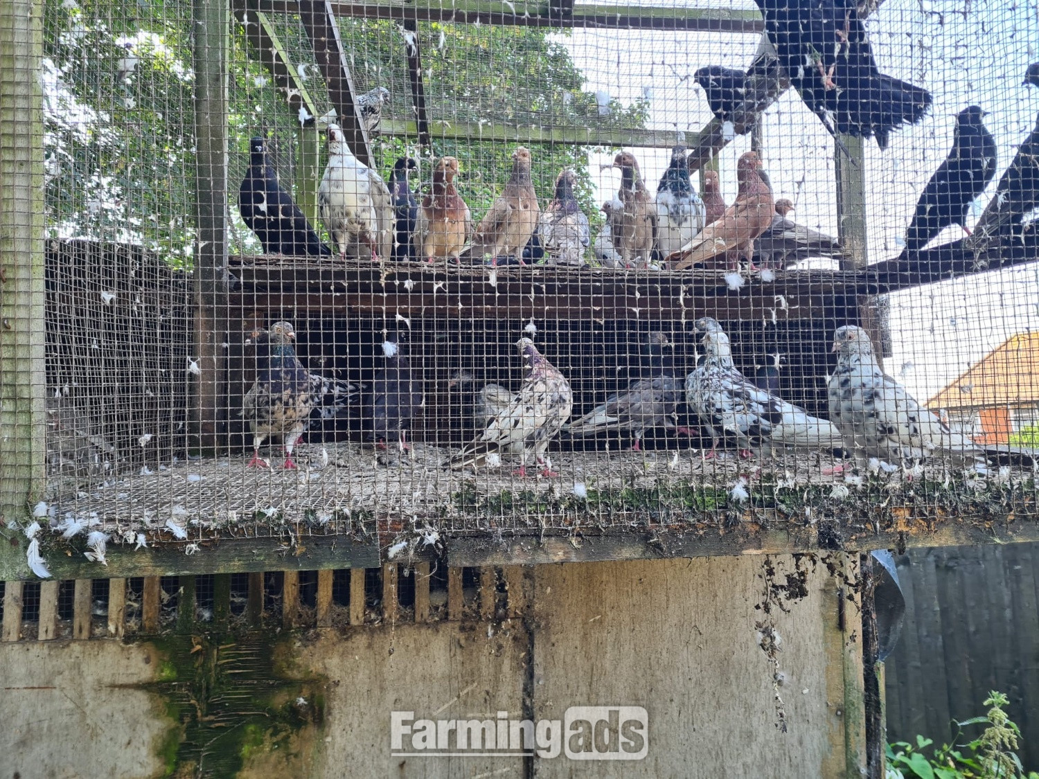 VARIETY OF DIFFERENT PIGEONS - ALMONDS, TIPPLERS, SELFS - {CATEGORY}