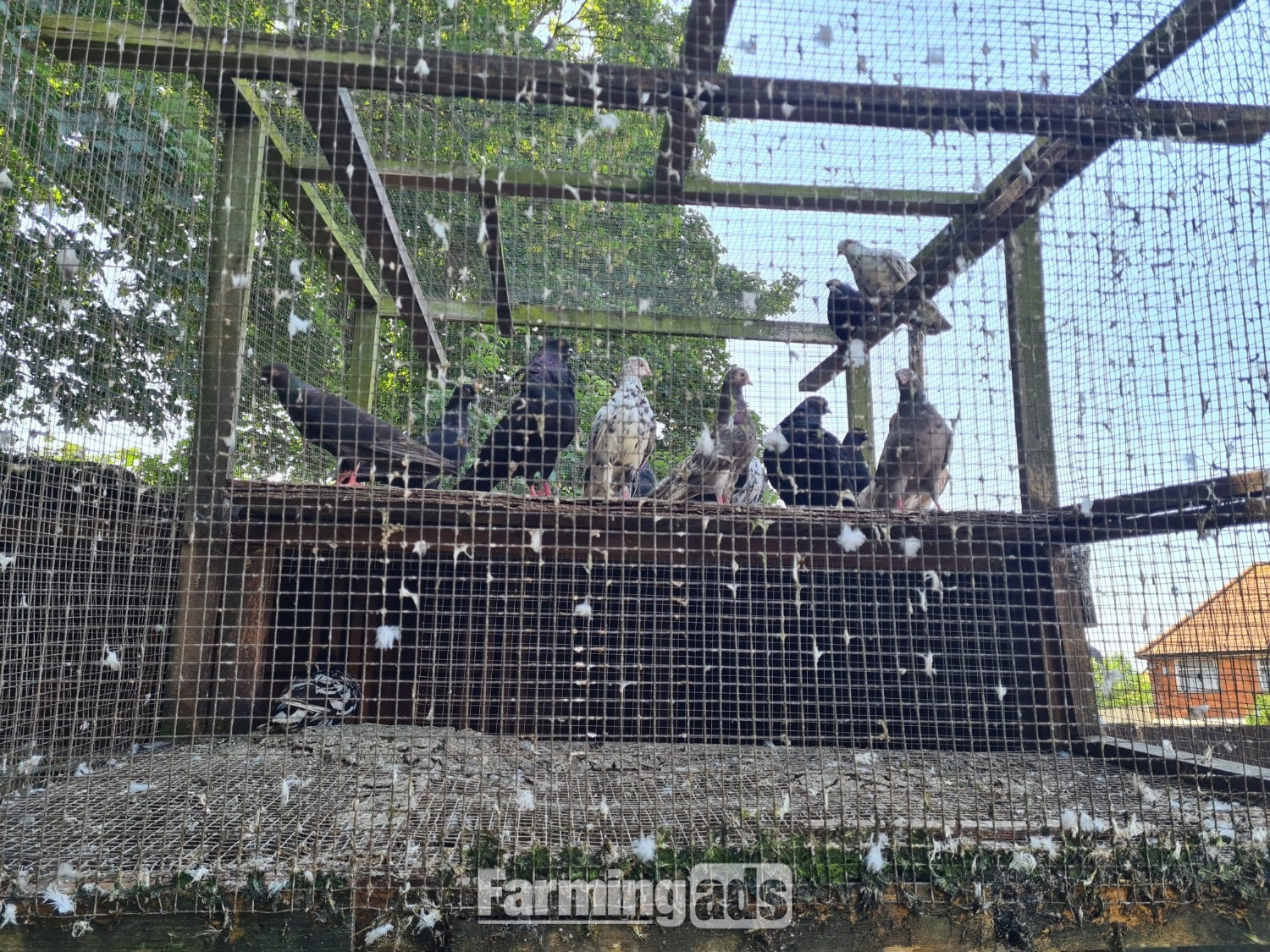 VARIETY OF DIFFERENT PIGEONS - ALMONDS, TIPPLERS, SELFS 