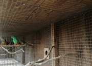 MANY COLOURED PARAKEETS