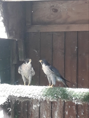 Male peregrine falcons for sale 2022 birds in perfect condition p/R 